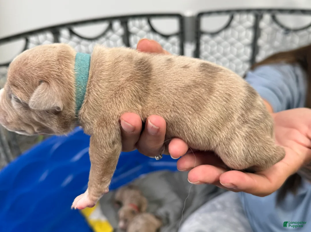 American Bully dogs for sale: Duke - XL American Bully Puppy  - Ad 2