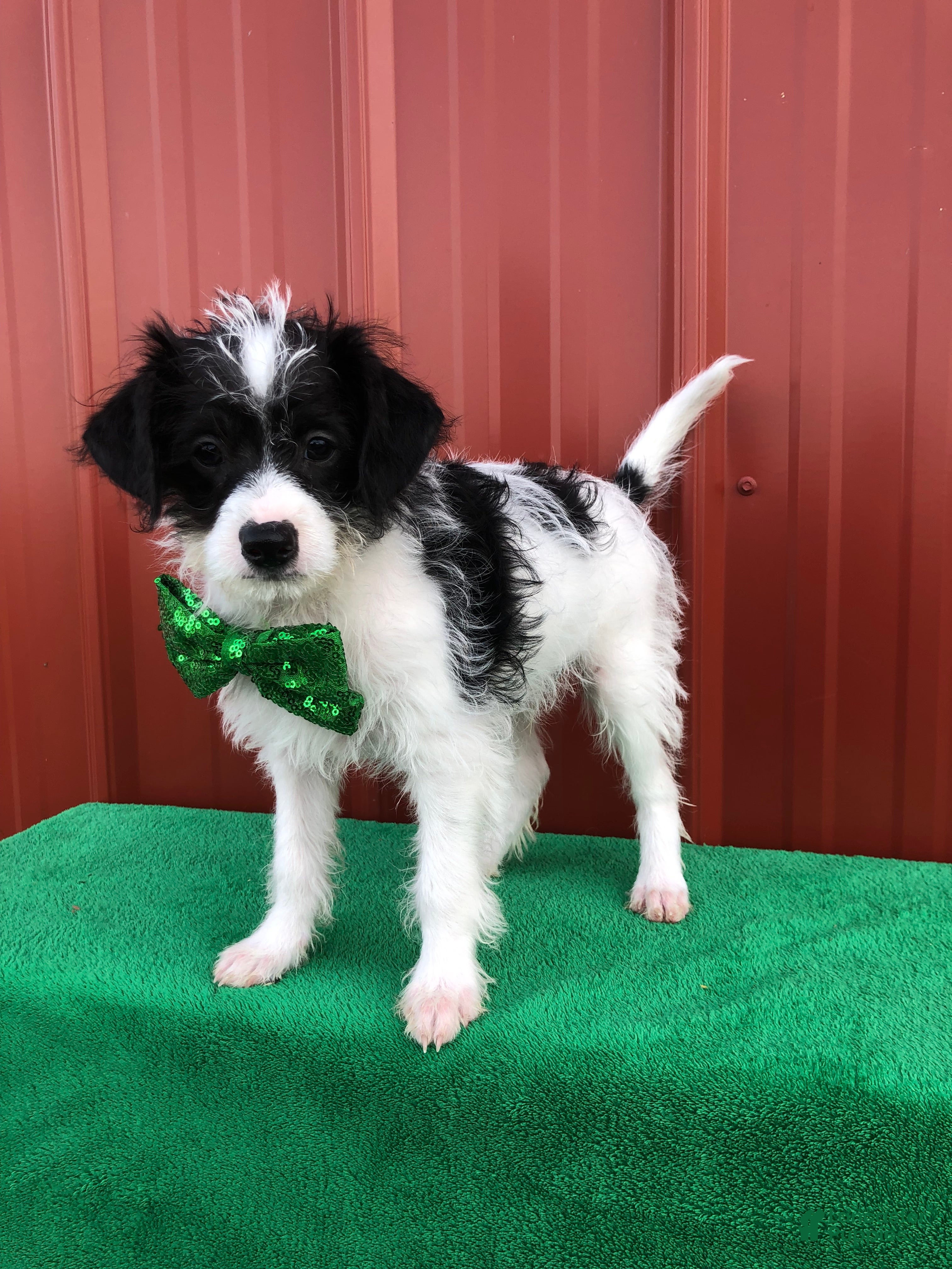 Mixed Breed dogs Arlo - Ad 27