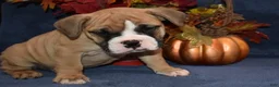 Mixed Breed dogs for sale: Scooter - Ad 3