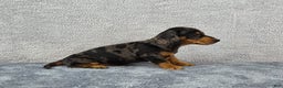 Miniature Dachshund dogs for sale: Oscar  - Ad 2