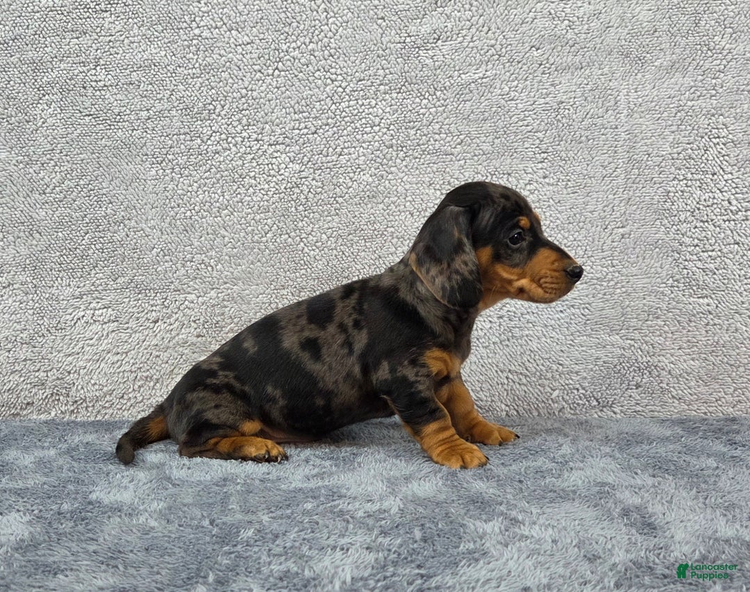 Miniature Dachshund dogs for sale: Oscar  - Ad 2
