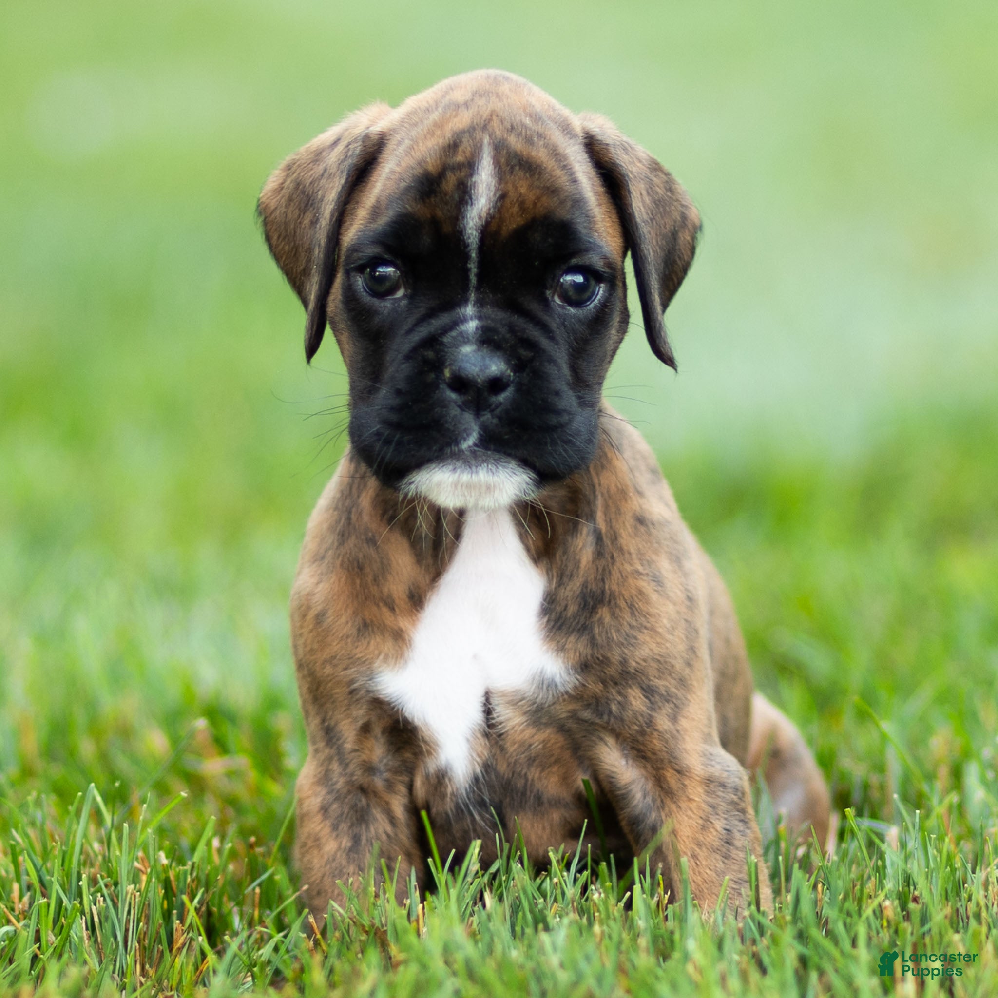 Boxer dogs Lori Boxer Puppy  - Ad 1