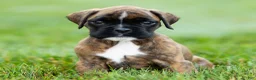 Boxer dogs for sale: Lori Boxer Puppy  - Ad 6