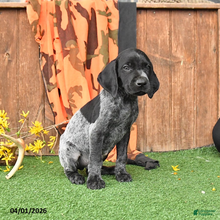 German Shorthaired Pointer dogs Lucky - Ad 2