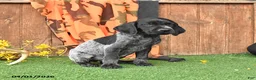 German Shorthaired Pointer dogs for sale: Lucky - Ad 2