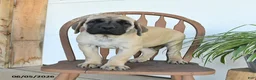 English Mastiff dogs for sale: Max - Ad 5
