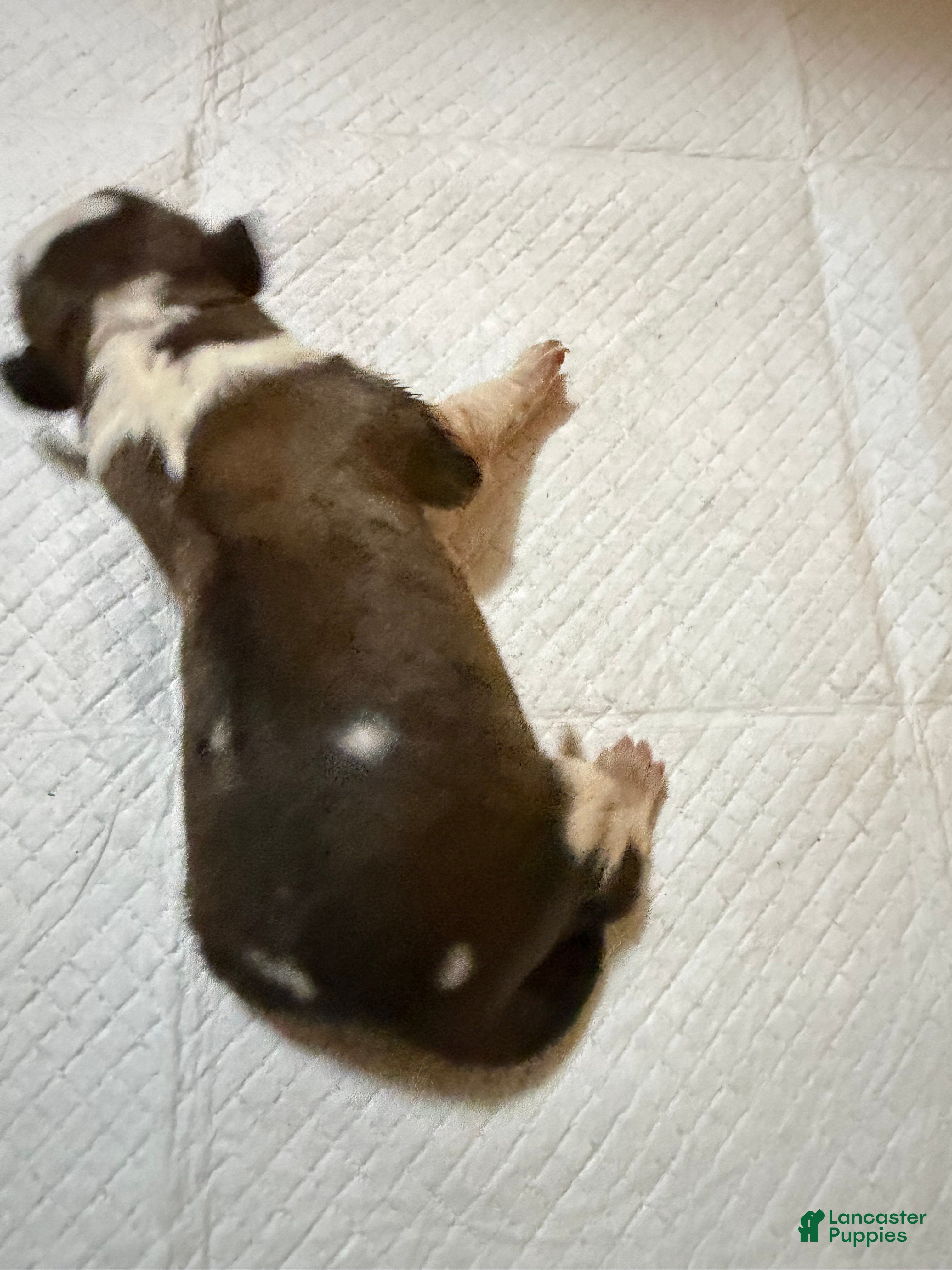 Saint Bernard dogs Girl 5 - Ad 17