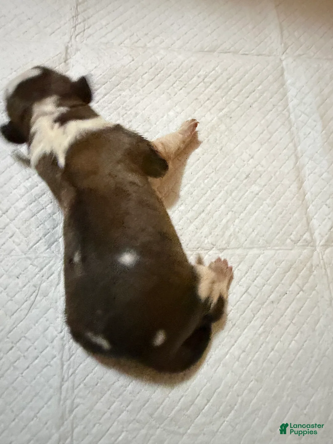 Saint Bernard dogs for sale: Girl 5 - Ad 1