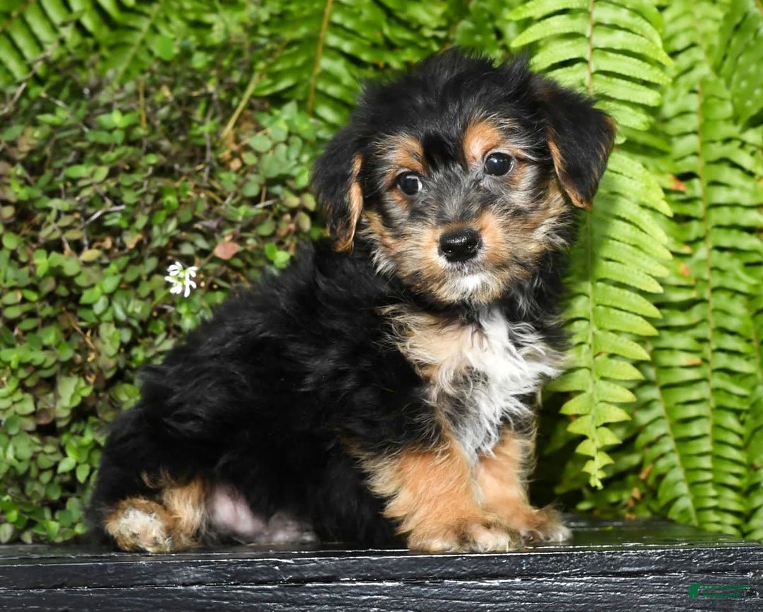 Gallery Image {{count}}