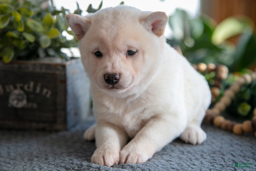 Shiba Inu dogs for sale: Muffin - Ad 3