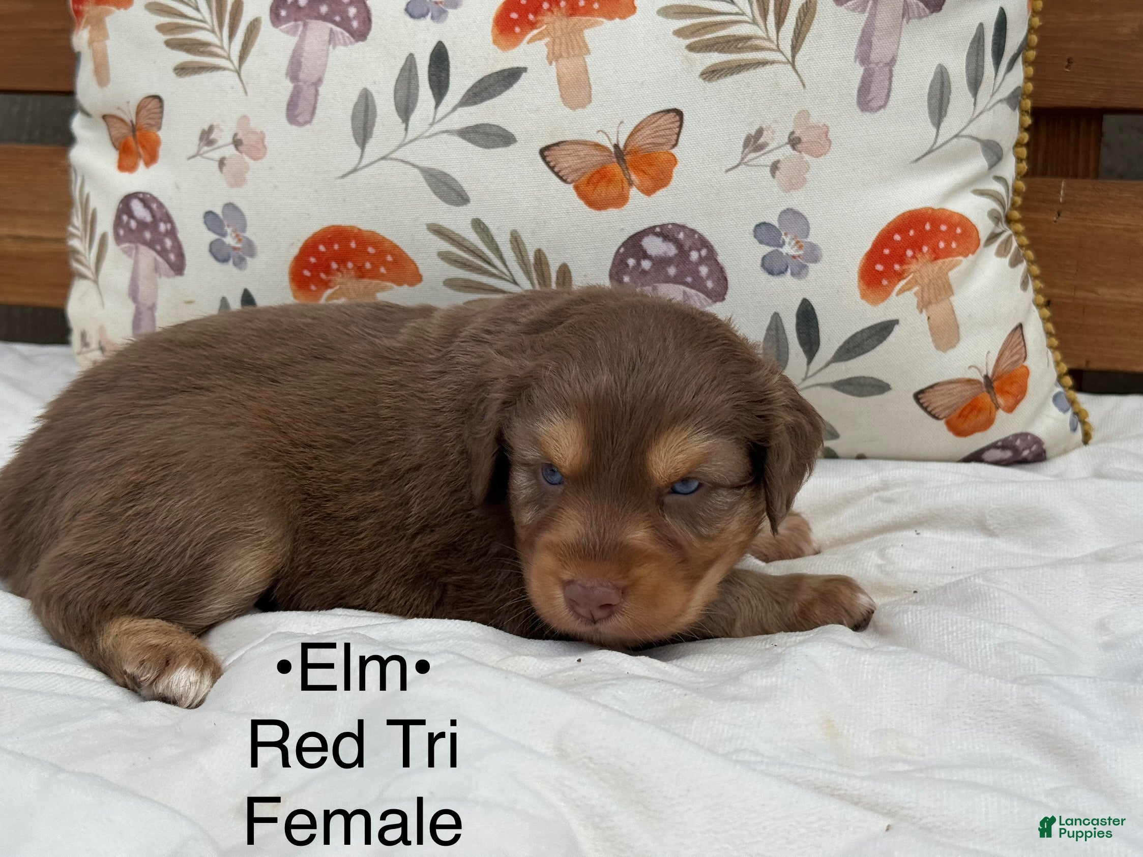 Australian Shepherd dogs Elm  - Ad 12