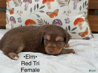 Australian Shepherd dogs Elm - Ad 12