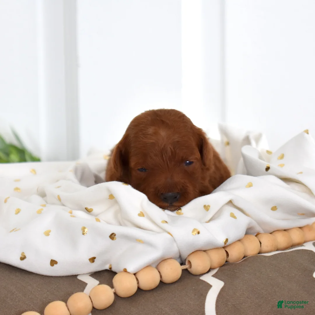 Toy Poodle dogs for sale: Callie - Ad 5