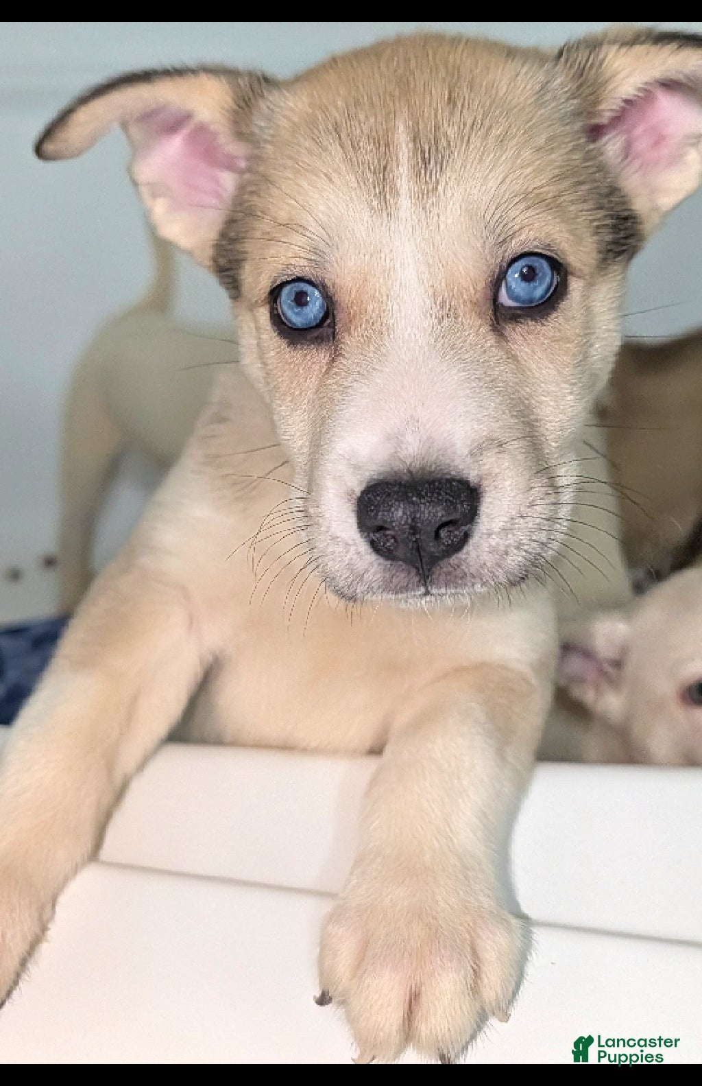 Pitsky dogs Mindey - Ad 2