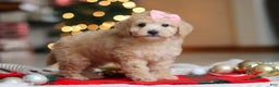 Maltipoo dogs for sale: Bonnie - Ad 5