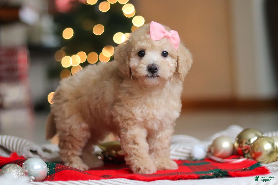 Maltipoo dogs for sale: Bonnie - Ad 5