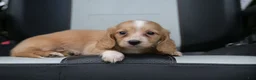Miniature Dachshund dogs for sale: Byron - Ad 11