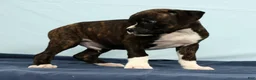 Boxer dogs for sale: Leo - Ad 9