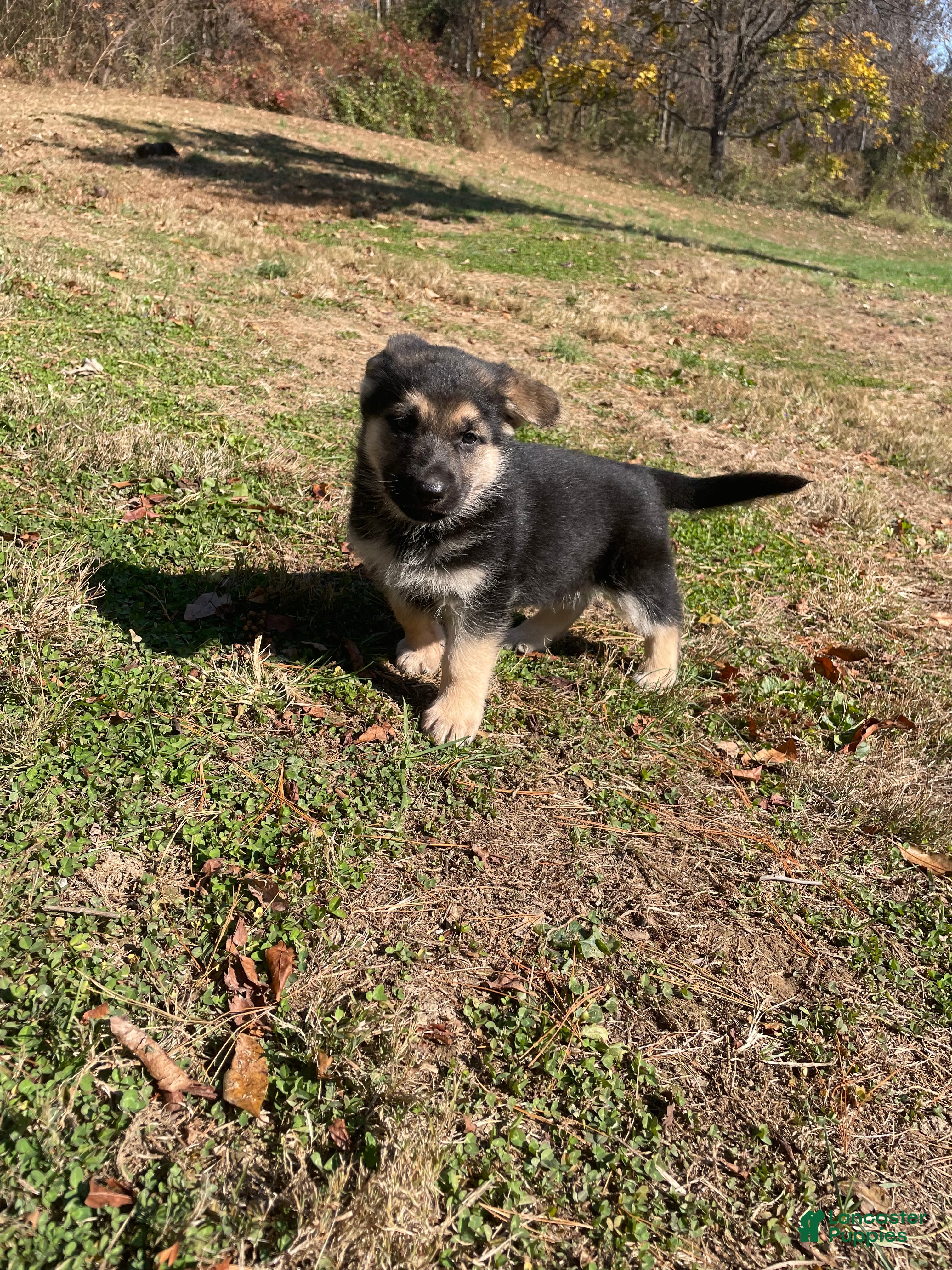 German Shepherd dogs Rover - Ad 13