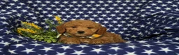 Mini Goldendoodle dogs for sale: Badger Hypoallergenic - Ad 5