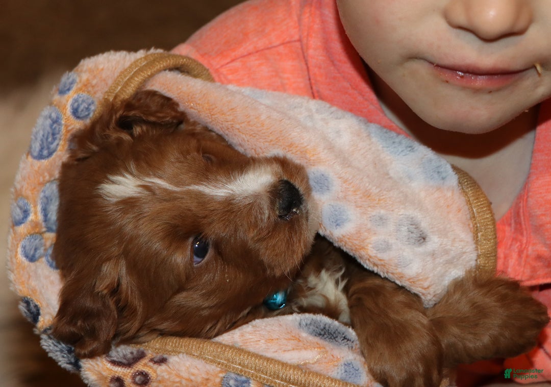 Mini Goldendoodle dogs for sale: Waylon 💙👨‍👨‍👧‍👦💞🐕 - Ad 14