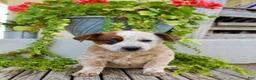 Australian Cattle Dog dogs for sale: Addy - Ad 2