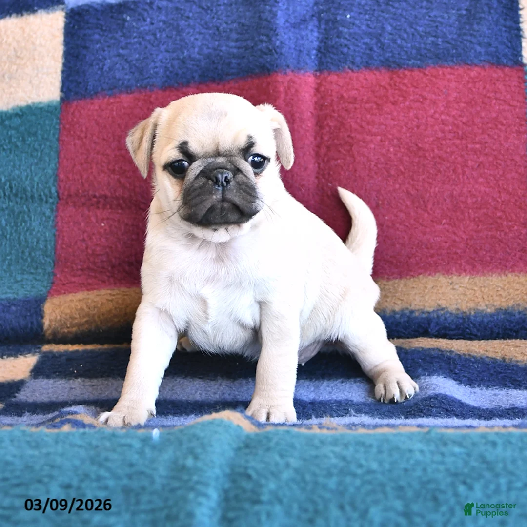 Pug dogs for sale: Wanda - Ad 1