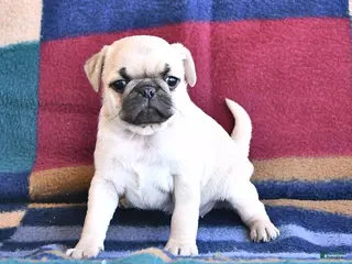 Pug dogs for sale: Wanda - Ad 2