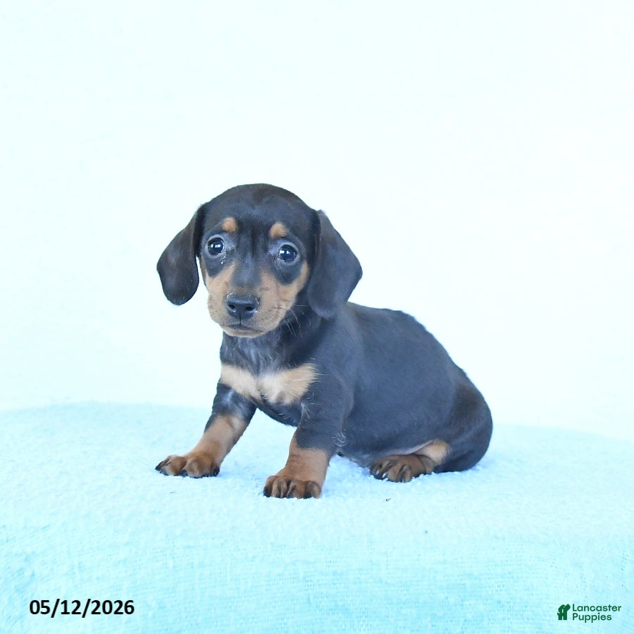 Miniature Dachshund dogs Silver - Ad 2