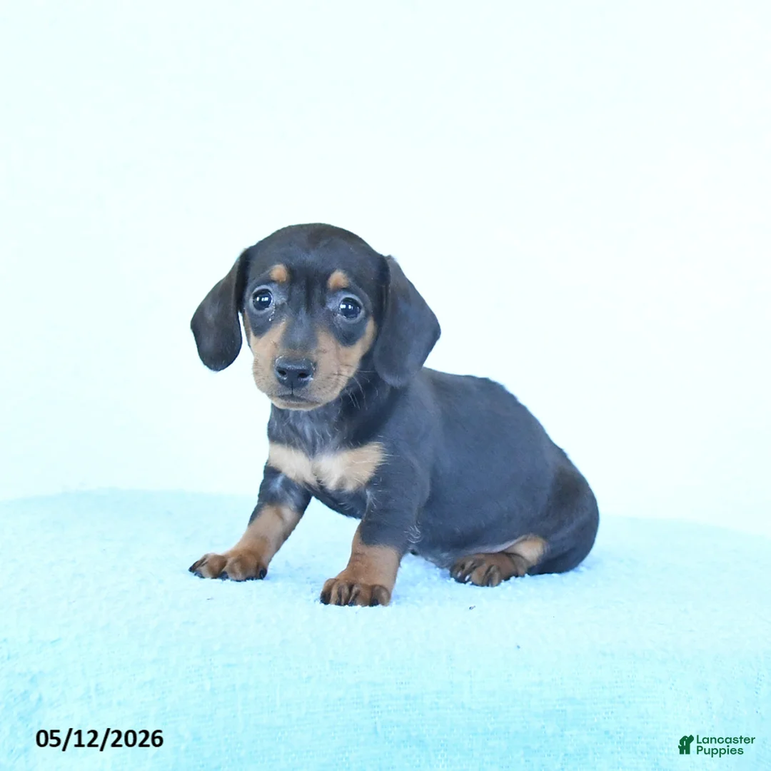 Miniature Dachshund dogs for sale: Silver - Ad 2