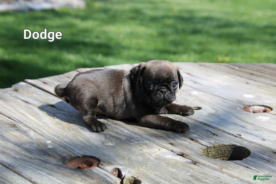 Pug dogs for sale: Dodge - Ad 2