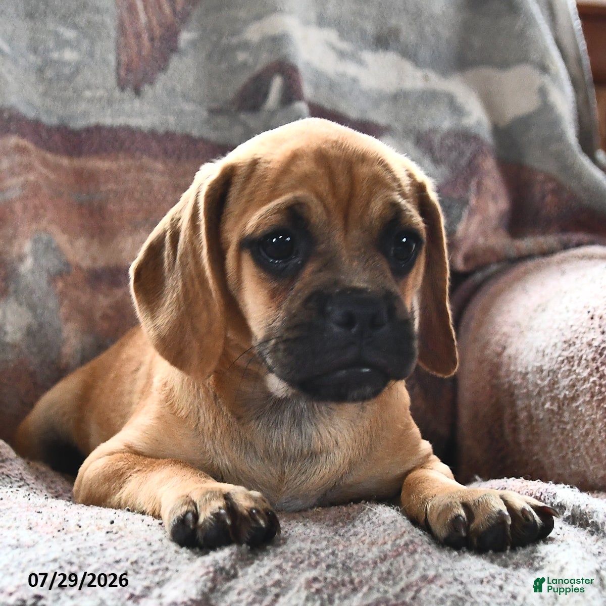 Puggle dogs for sale: Savannah - Ad 3