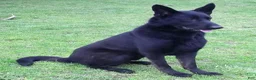 German Shepherd dogs for sale: Dixie - Ad 4