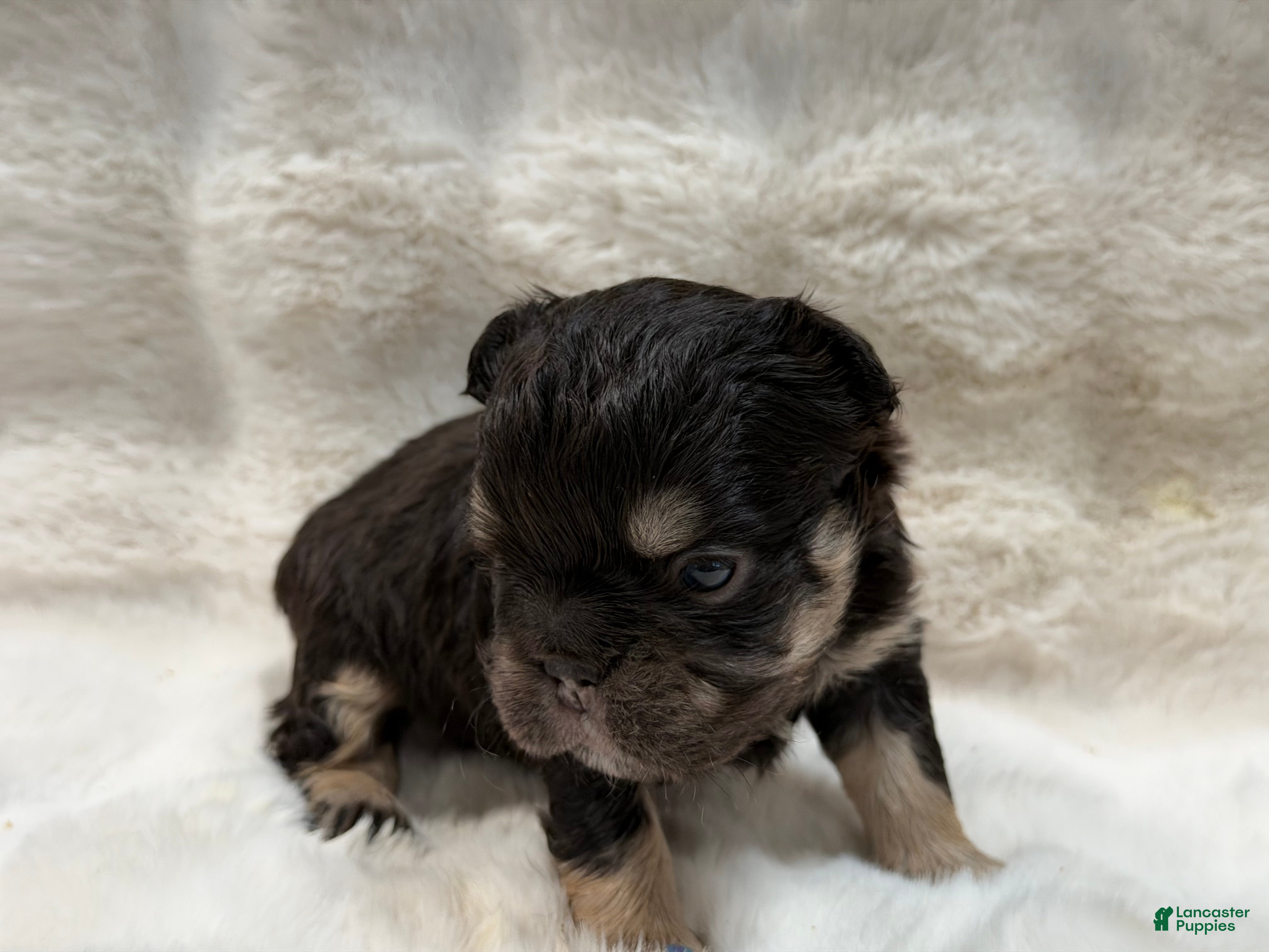 French Bulldog dogs French Bulldog 2 - Ad 16