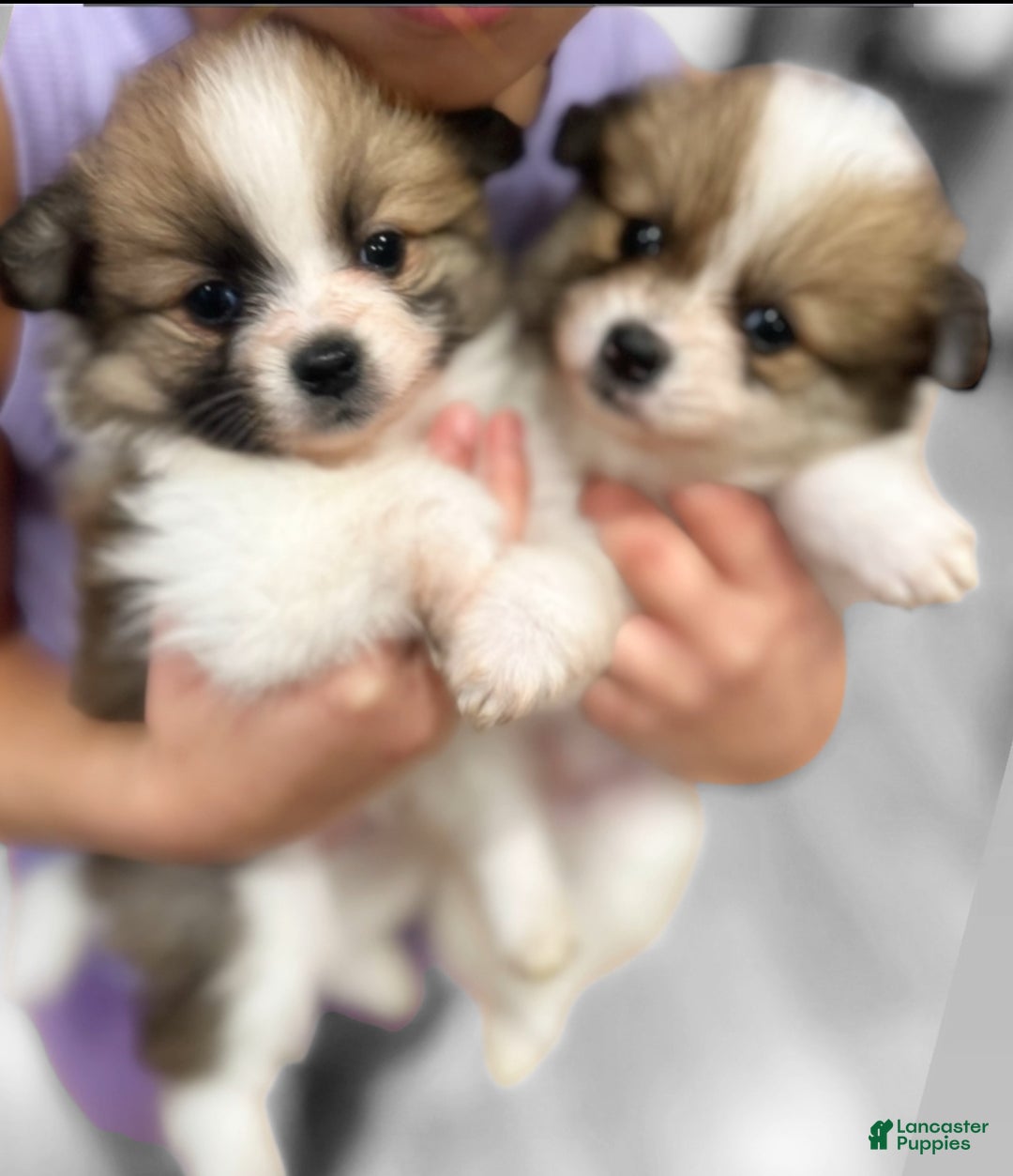 Pomeranian dogs for sale: Pomeranian Pups - Ad 3