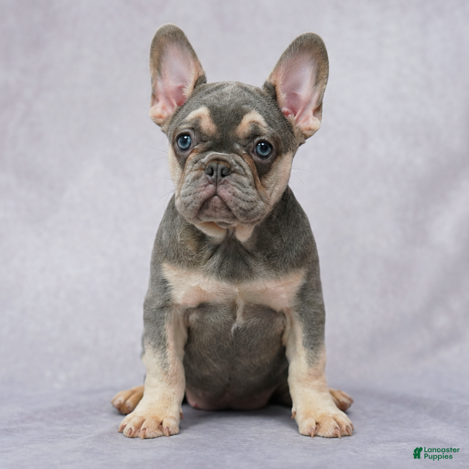 French Bulldog dogs Brittany - Ad 2
