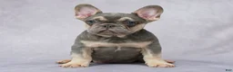 French Bulldog dogs for sale: Brittany - Ad 2