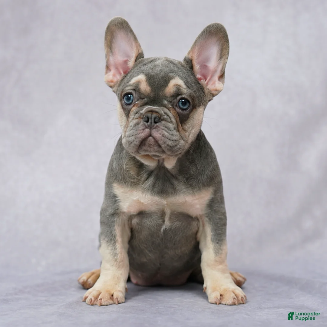 French Bulldog dogs for sale: Brittany - Ad 2