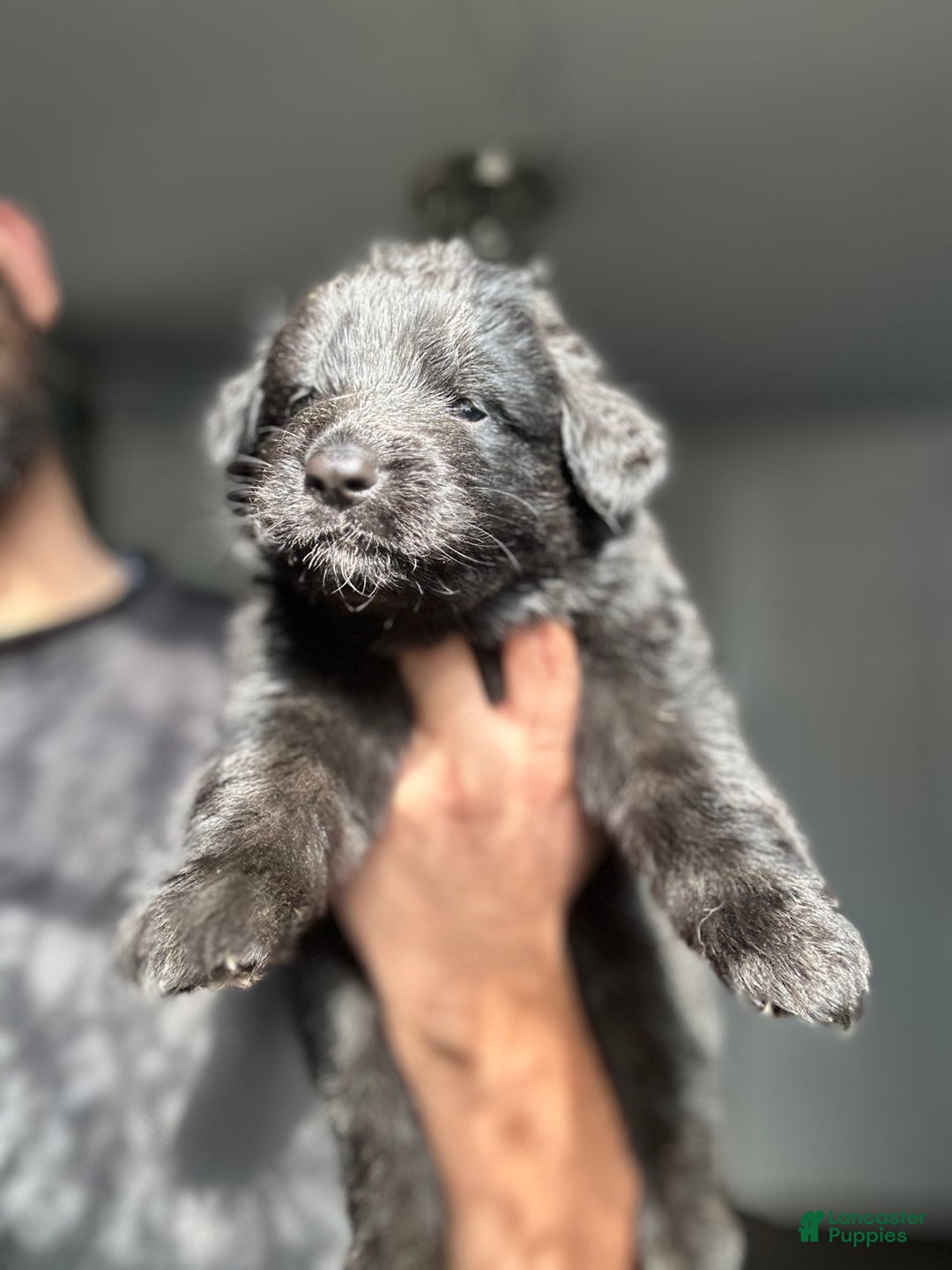 German Shepherd dogs for sale: Mango - Ad 5