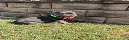French Bulldog dogs for sale: French Bulldog 5 - Ad 8