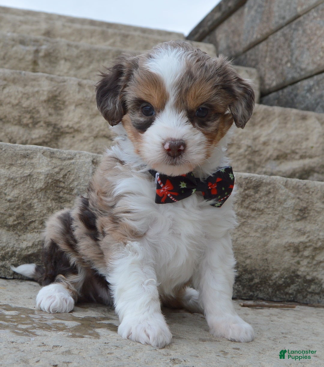 Mini Aussiedoodle dogs for sale: Toy Angel - Ad 10