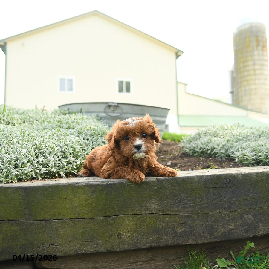 Cavapoo dogs Athena - Ad 2