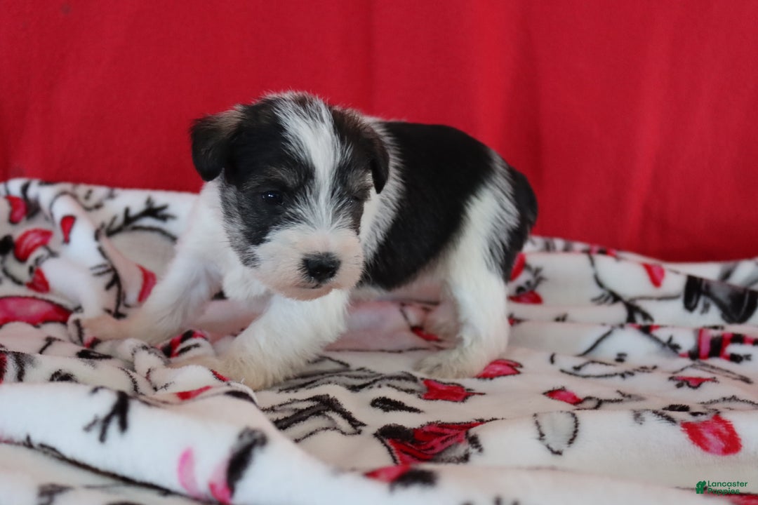Miniature Schnauzer dogs for sale: tina - Ad 2