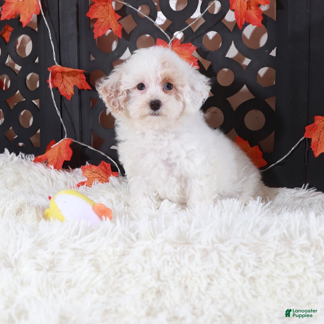 Toy Poodle dogs for sale: Ariel - Ad 1
