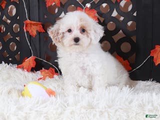 Toy Poodle dogs Ariel - Ad 4