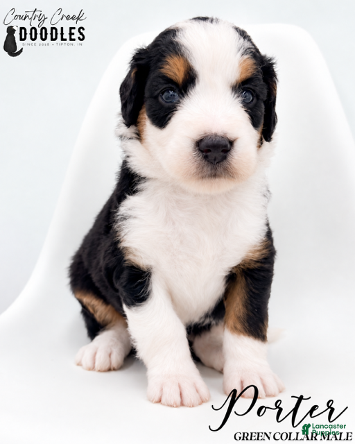 Bernedoodle dogs Porter - Ad 1