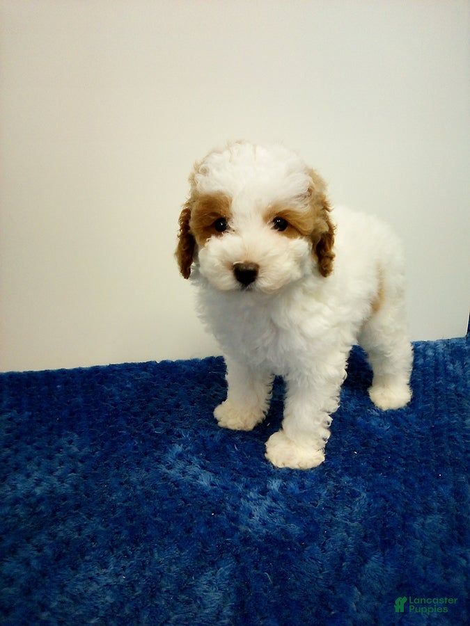 Toy Poodle dogs Eli - Ad 2