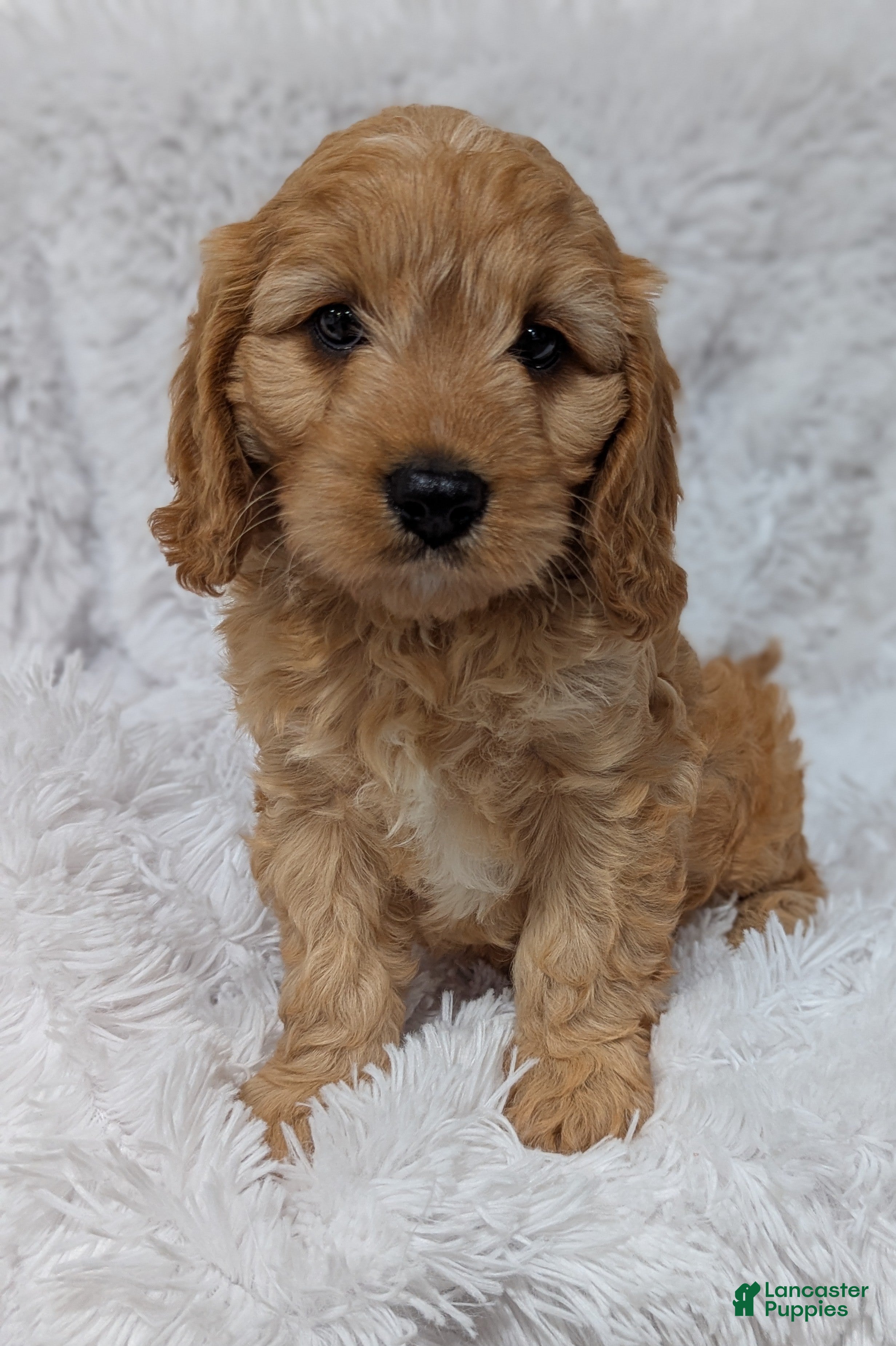 Cavapoo dogs Kobie - Ad 2