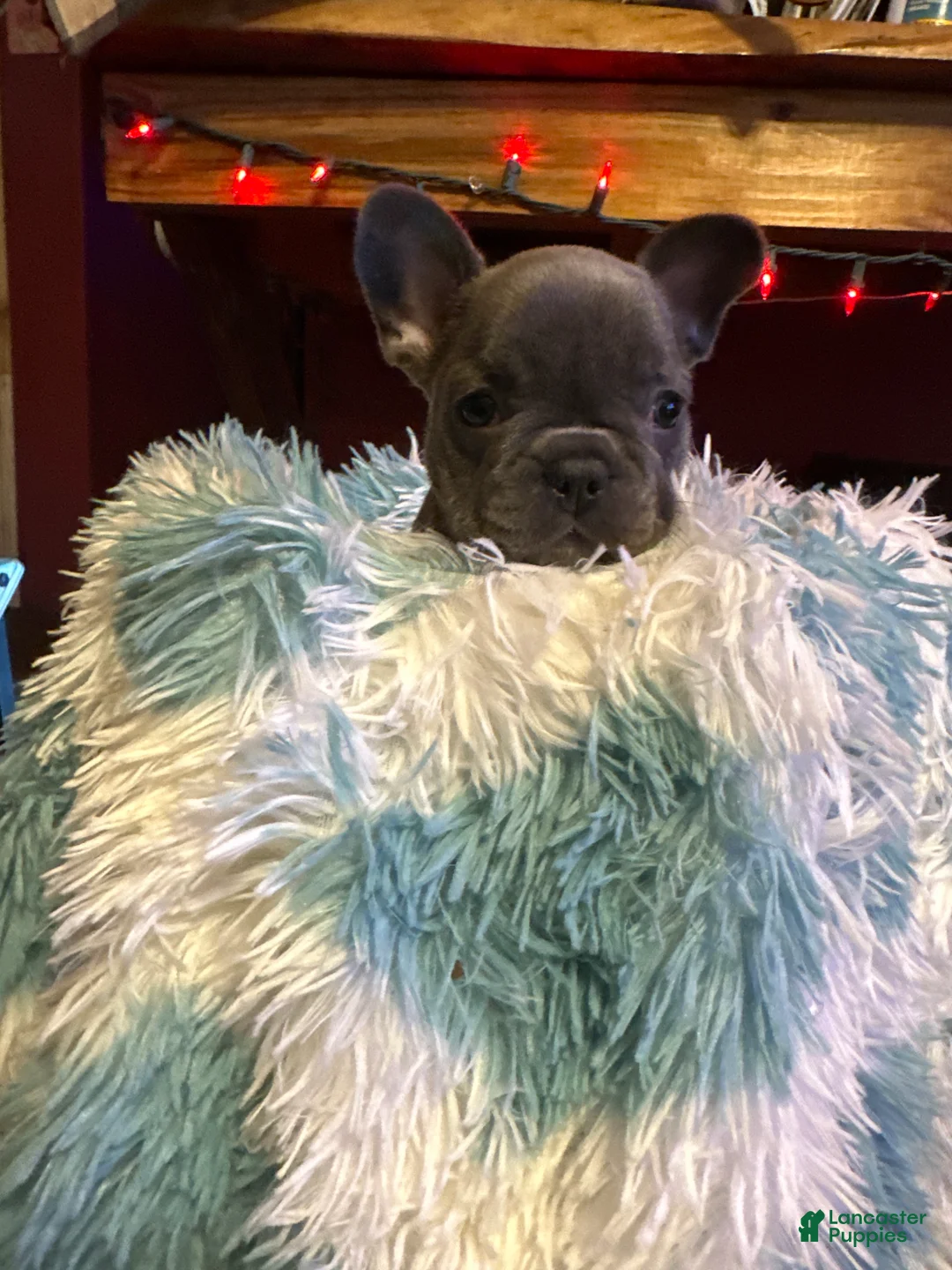 French Bulldog dogs for sale:  Puppy 2 - Ad 2