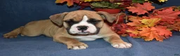 Mixed Breed dogs for sale: Scooter - Ad 2